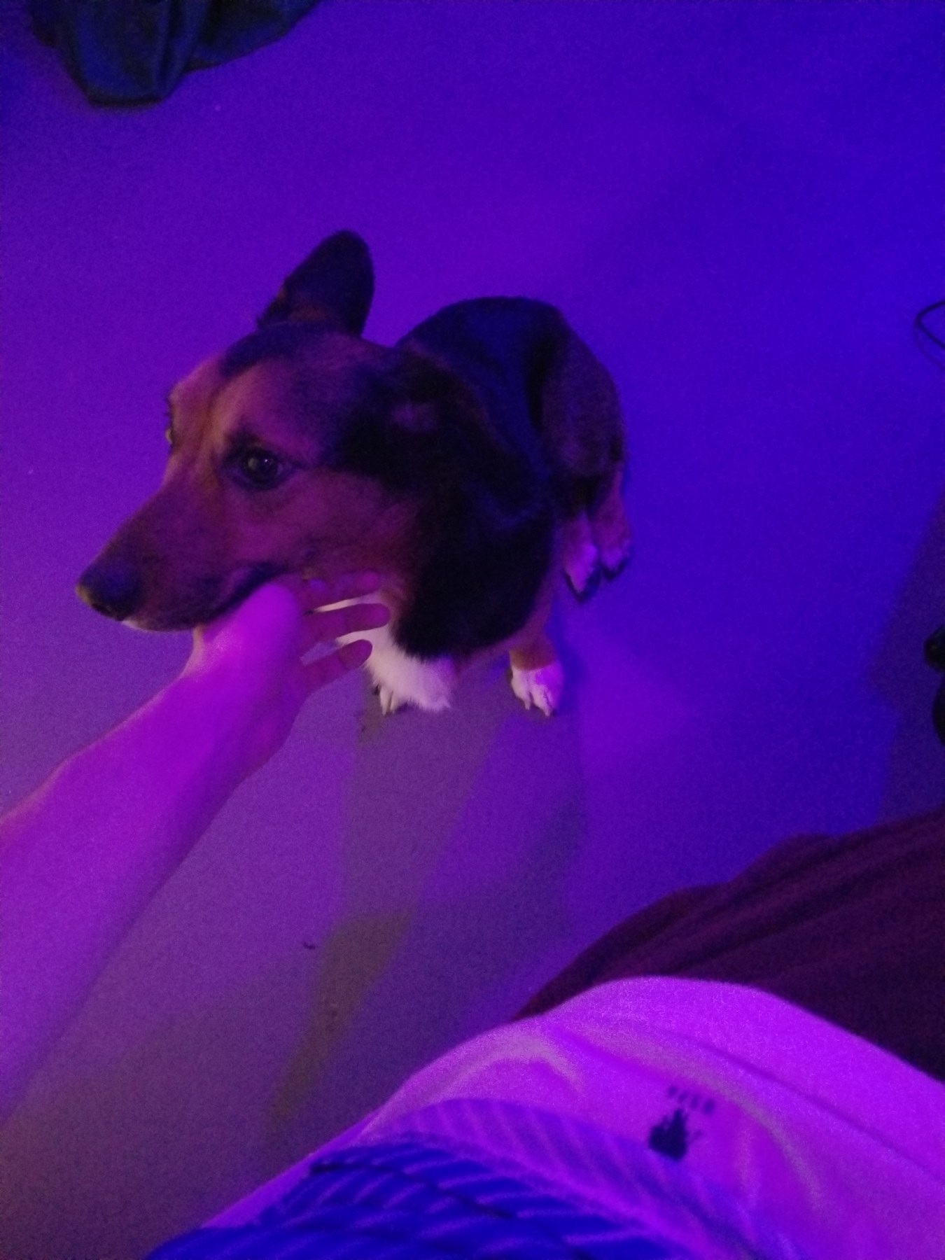 longboi